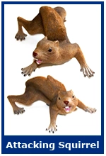 Attacking Squirrel